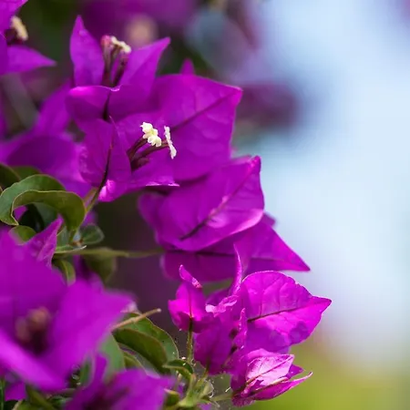 Haritomeni Πάρος