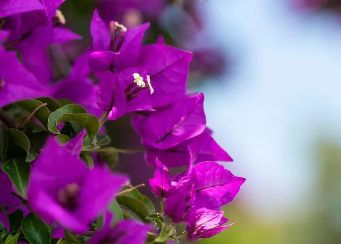 Haritomeni Parikia (Paros)